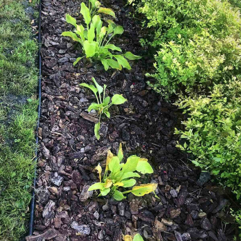 Бордюр садовий пластиковий Country Premium H110 10 м в Рівному, фото 4