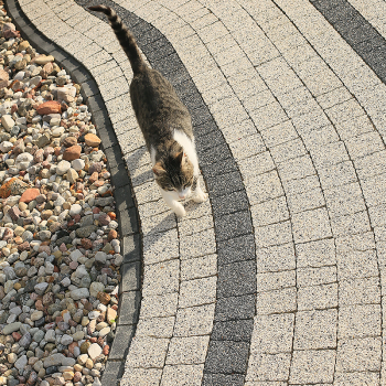 Бруківка Polbruk Avanti в Ковелі, фото 15