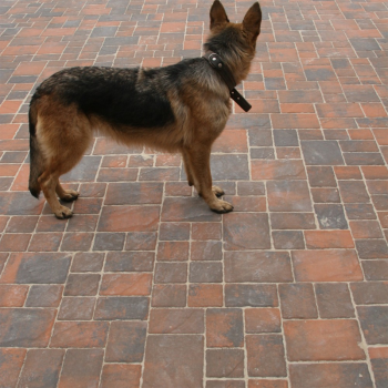 Тротуарная плитка Золотой Мандарин, Венеция в Ровно, фото 31